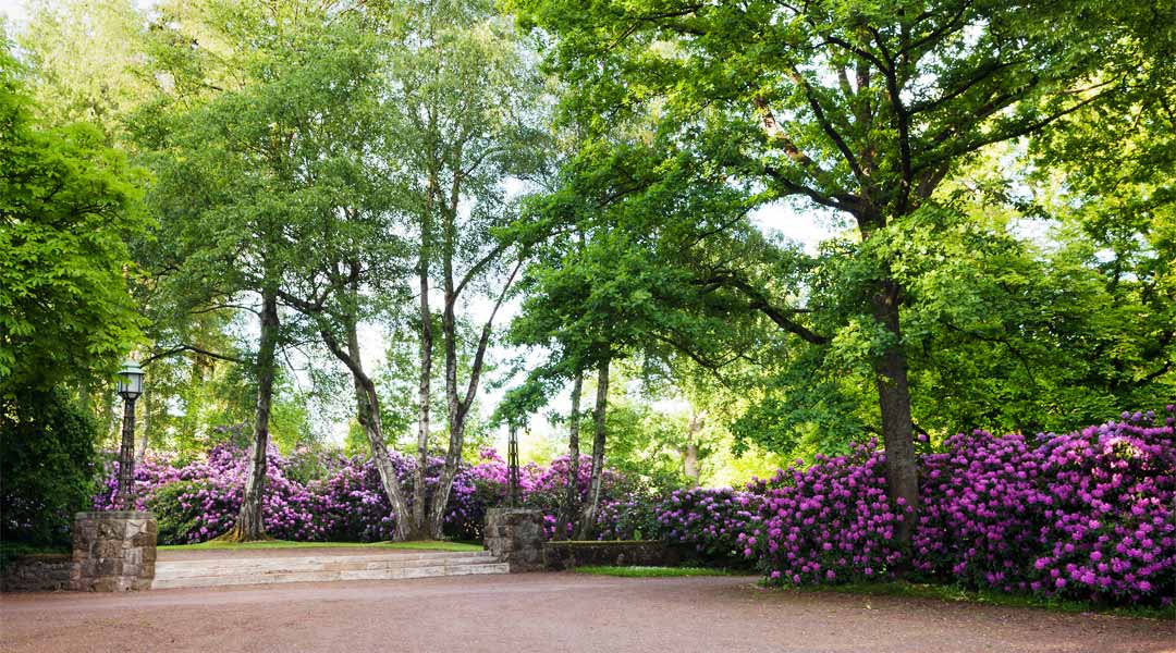 Weg mit Bäumen und Rhododendron an der Park Klinik