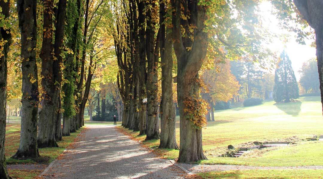 Zufahrt mit Herbstbäumen zur Park Klinik